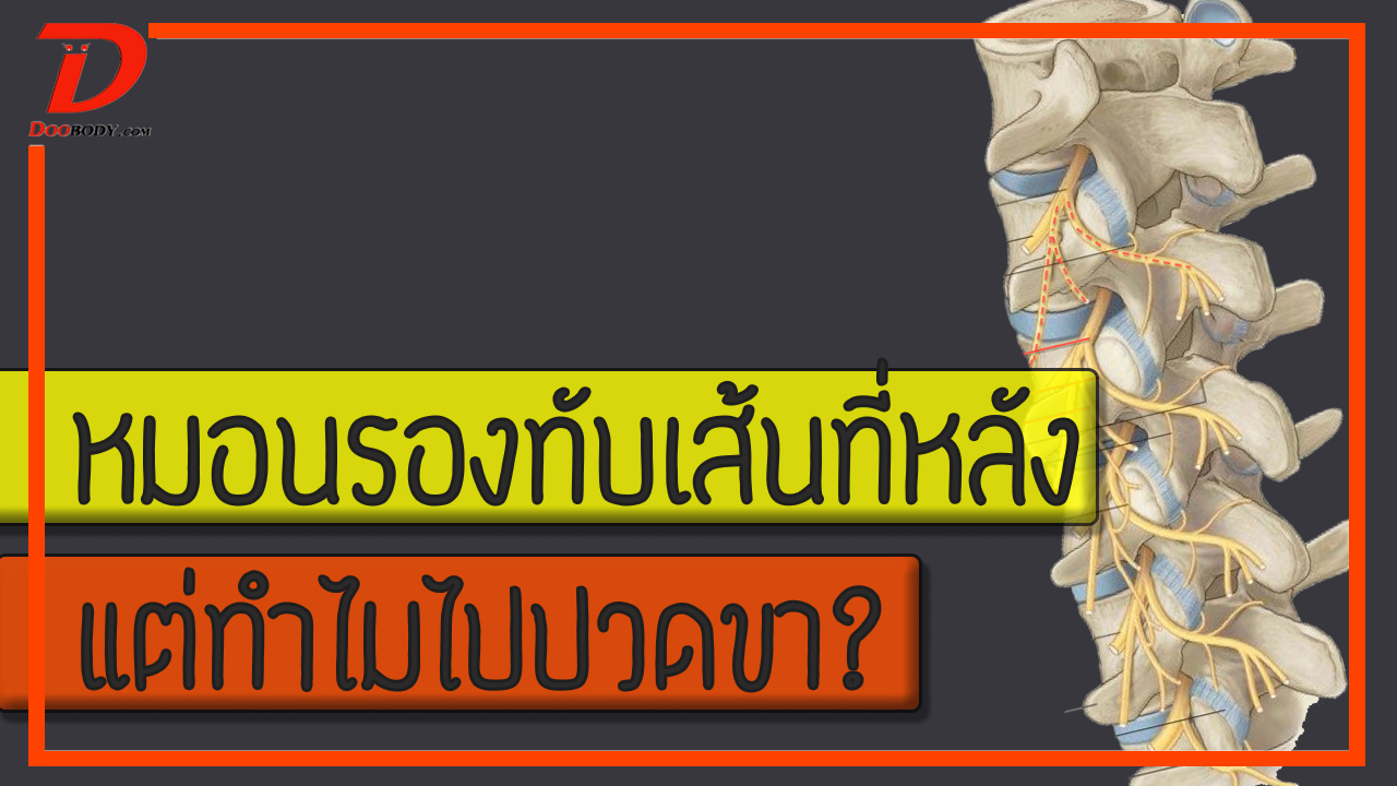 หมอนรองกระดูกทับเส้นที่หลัง   ทำไมปวดขา แต่ไม่ปวดหลัง?